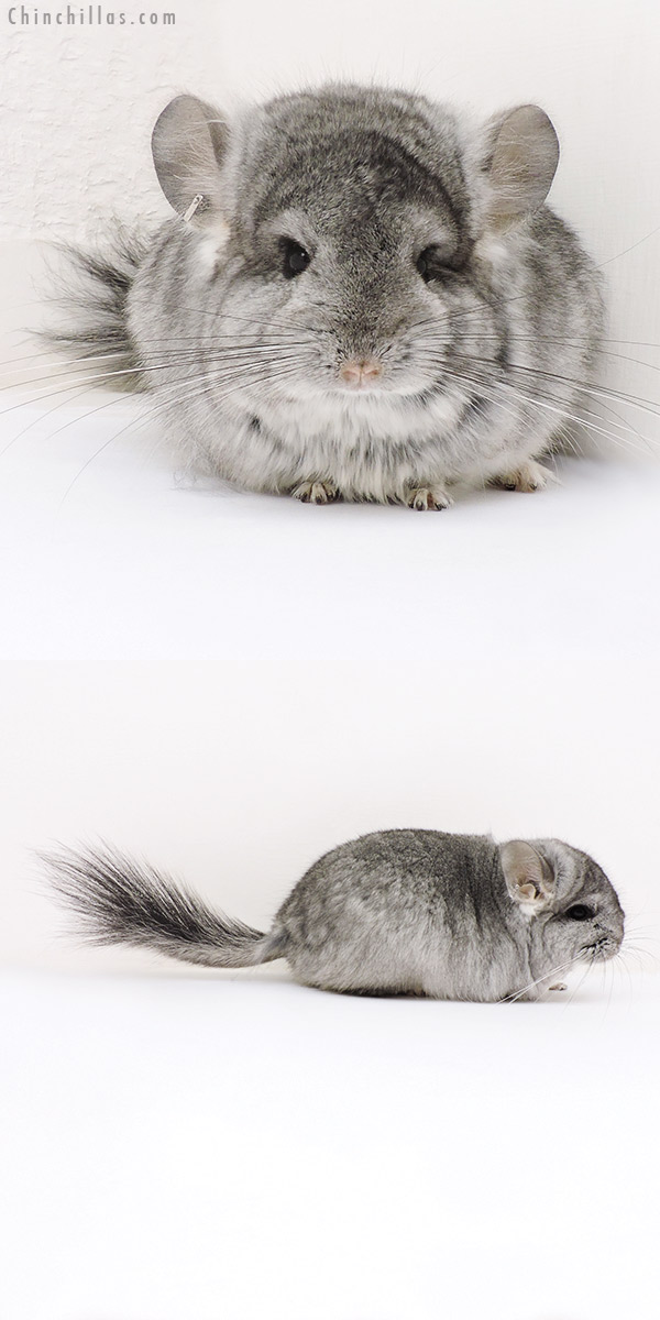 17157 Standard ( Violet Carrier )  Royal Persian Angora Female Chinchilla