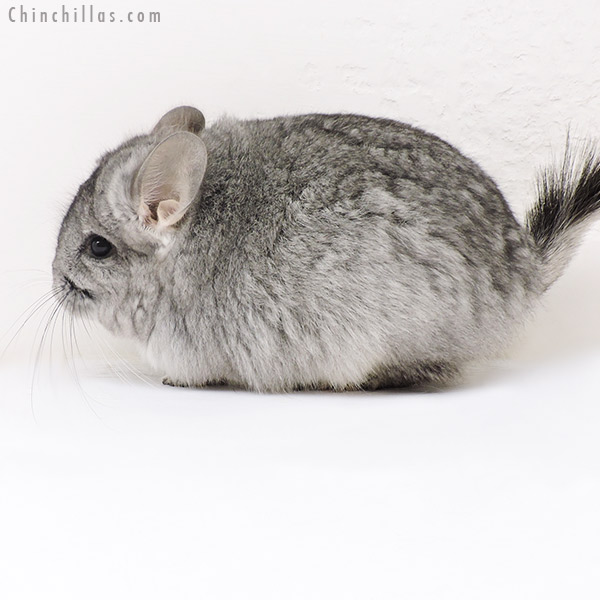 17136 Standard ( Violet Carrier )  Royal Persian Angora Female Chinchilla