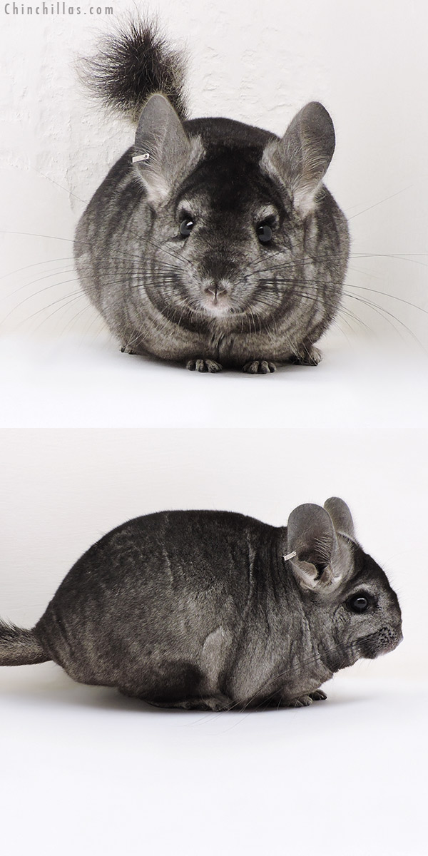 17150 Ebony ( Locken &  Royal Persian Angora Carrier ) Female Chinchilla