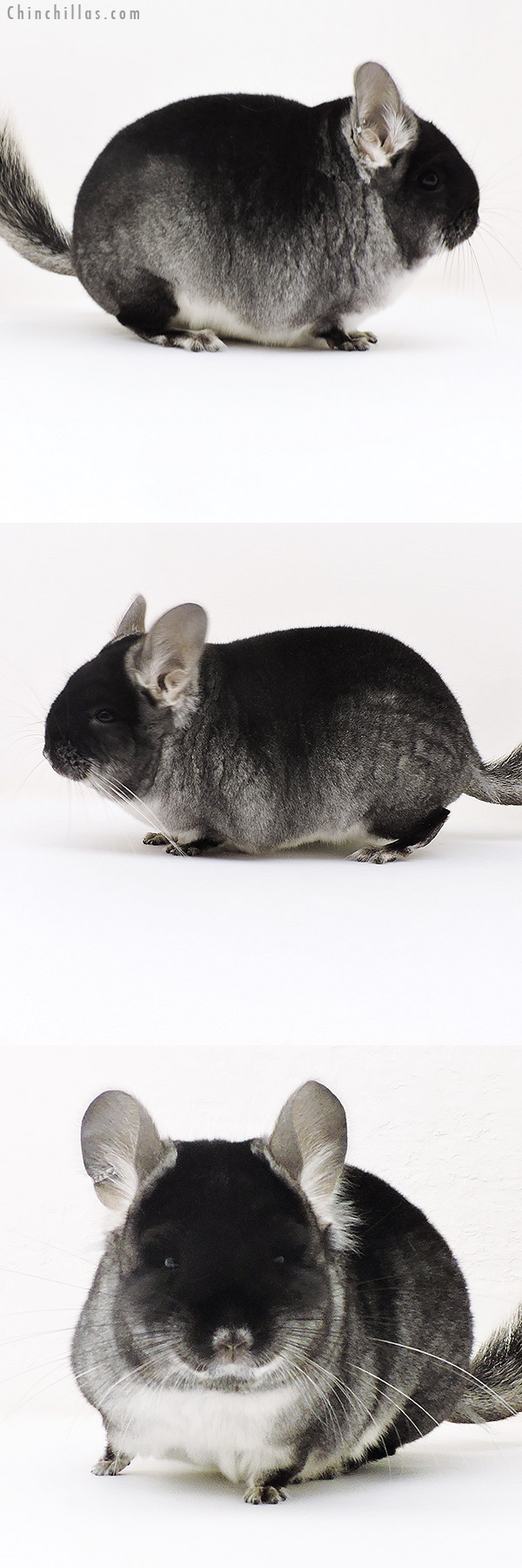 17155 Black Velvet (  Royal Persian Angora & Ebony Carrier ) Female Chinchilla