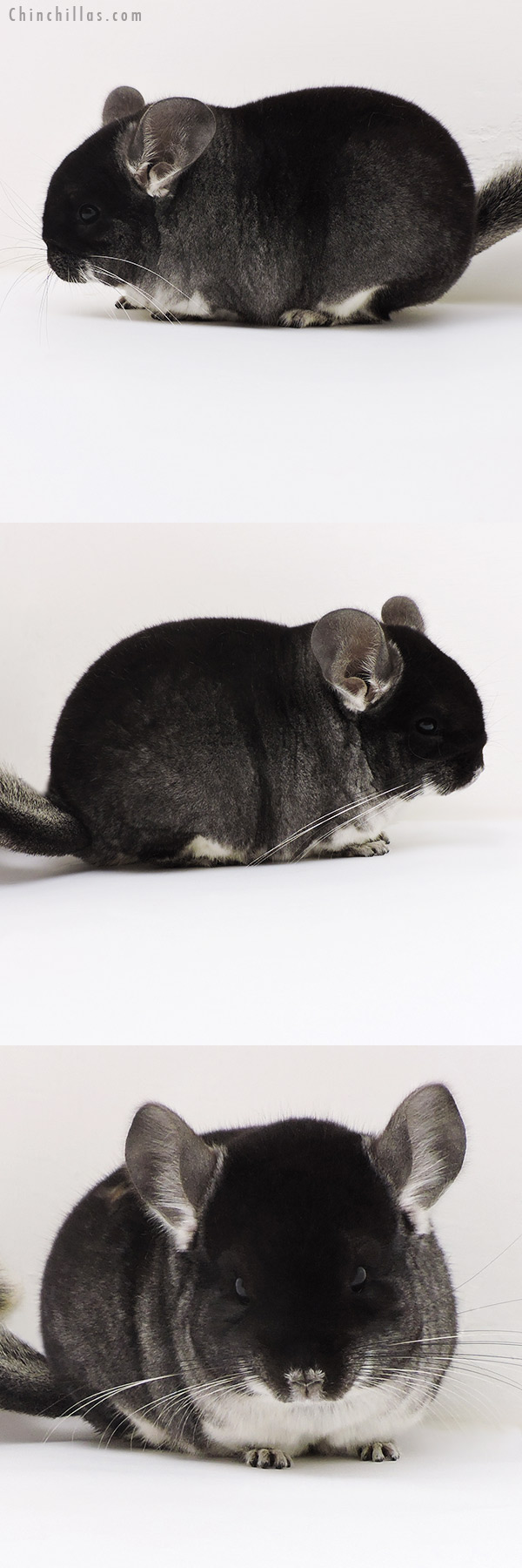 Chinchilla or related item offered for sale or export on Chinchillas.com - 17163 Blocky Brevi Type Show Quality Black Velvet Female Chinchilla
