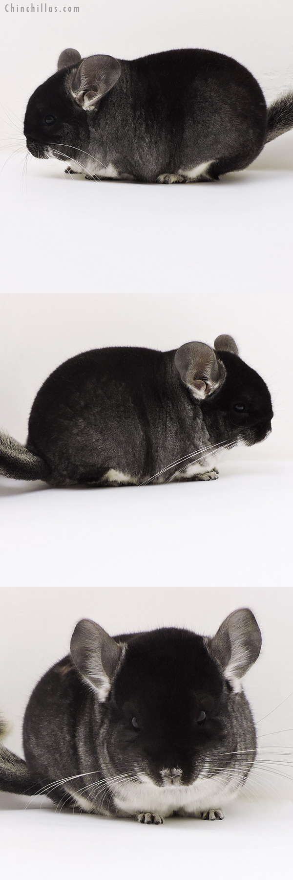 17163 Blocky Brevi Type Show Quality Black Velvet Female Chinchilla