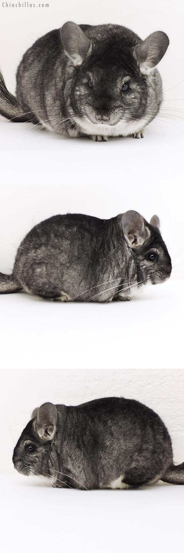 17166 Premium Production Quality Standard Female Chinchilla