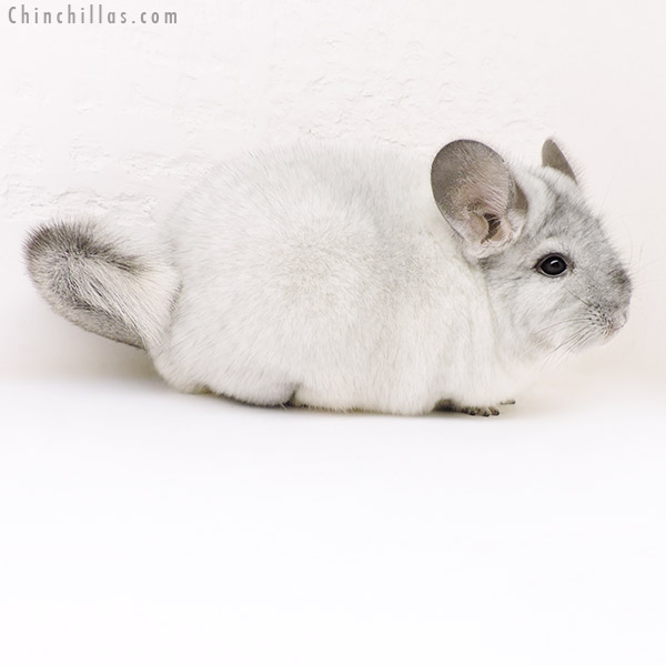 17164 Large Show Quality Silver Mosaic Female Chinchilla