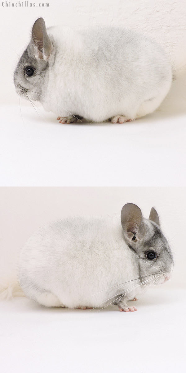 Chinchilla or related item offered for sale or export on Chinchillas.com - 17165 Show Quality White Mosaic Female Chinchilla