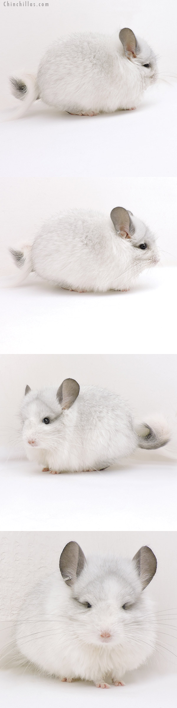 Chinchilla or related item offered for sale or export on Chinchillas.com - 17167 White Mosaic  Royal Persian Angora Male Chinchilla