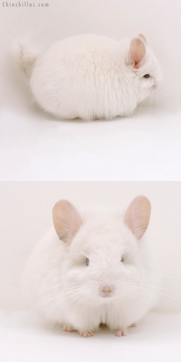 17172 Exceptional Pink White  Royal Persian Angora Male Chinchilla