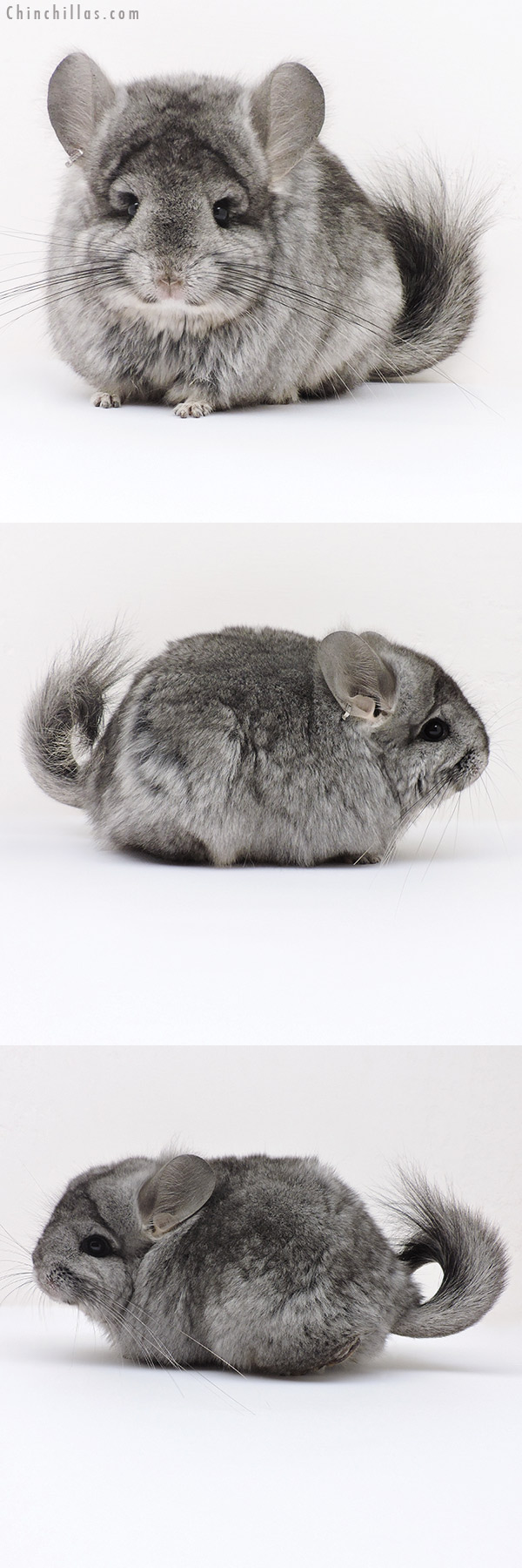 17179 Standard  Royal Persian Angora ( Ebony & Locken Carrier ) Female Chinchilla