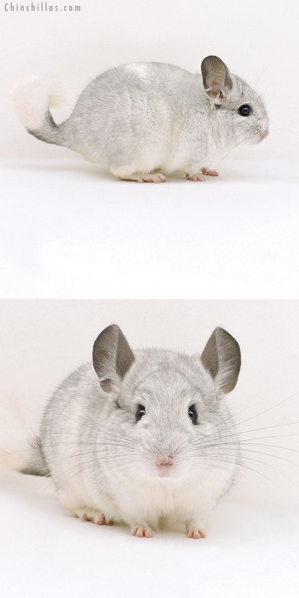 17213 Silver Mosaic (  Royal Persian Angora Carrier ) Male Chinchilla