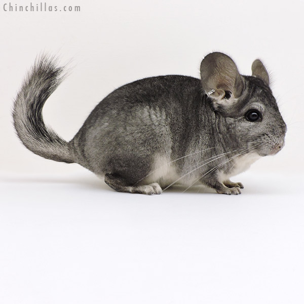 17215 Standard ( Sapphire &  Royal Persian Angora Carrier ) Female Chinchilla