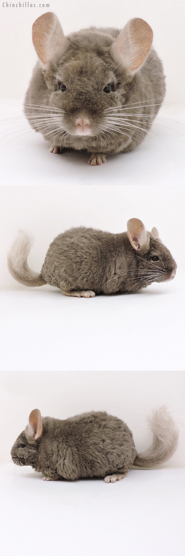 17177 Large Full Locken Tan Female Chinchilla