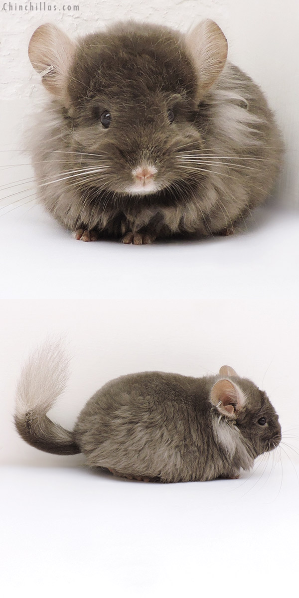 17185 Exceptional Tan G2  Royal Imperial Angora Female Chinchilla