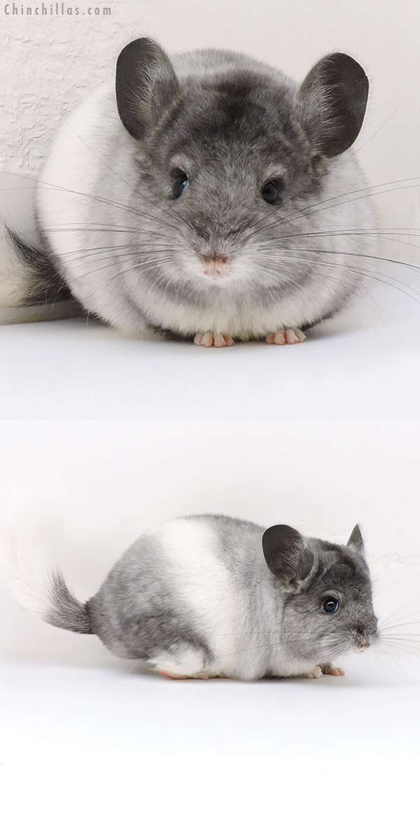 17188 Exceptional Blocky Ebony & White Mosaic ( Locken Carrier ) Female Chinchilla