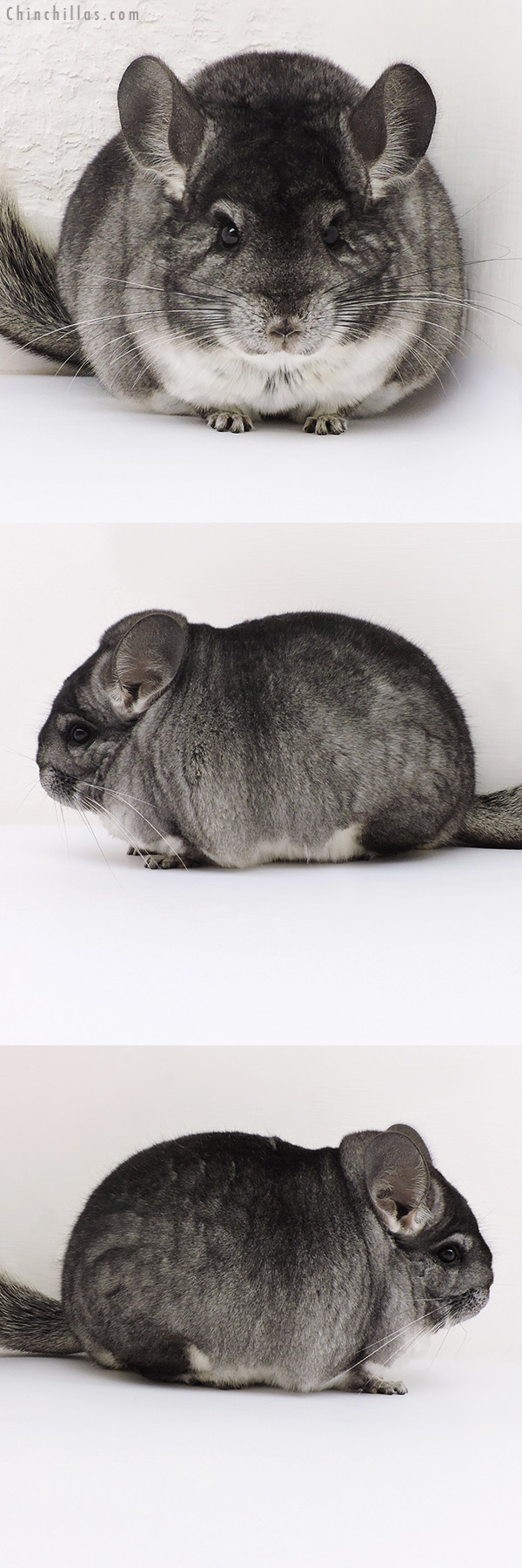 Chinchilla or related item offered for sale or export on Chinchillas.com - 17189 Large Blocky Premium Production Quality Standard Female Chinchilla