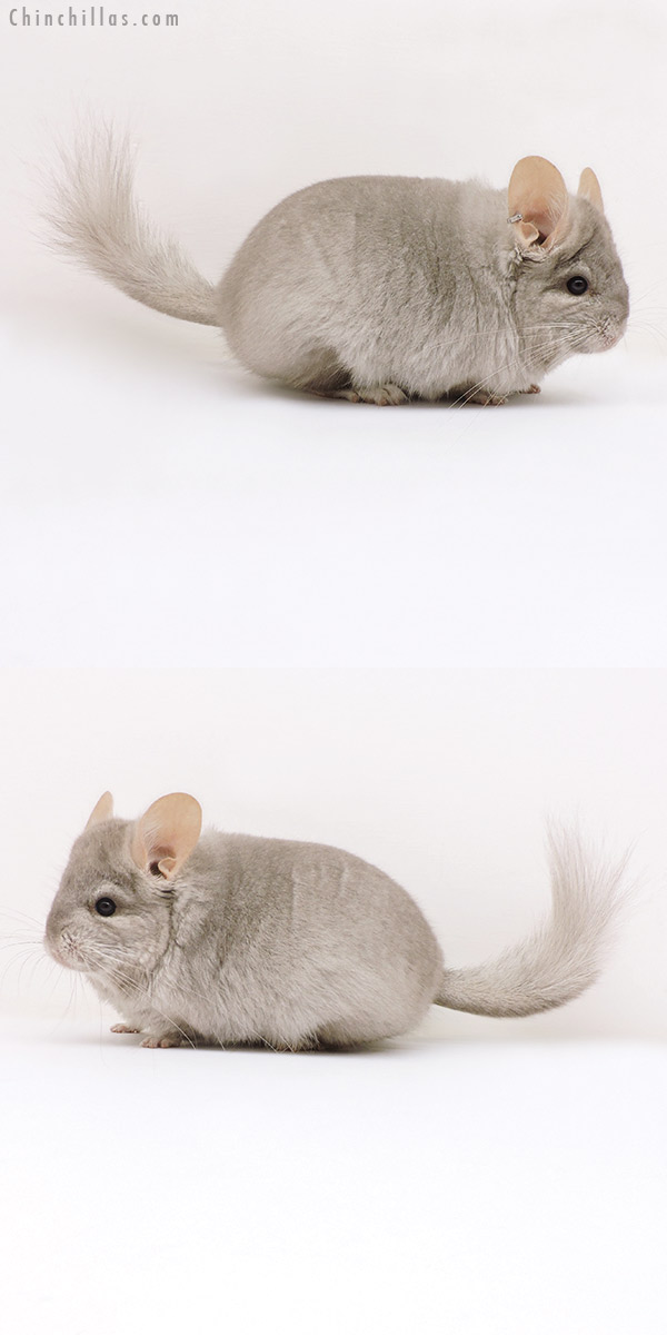 17178 Beige ( Ebony Carrier )  Royal Persian Angora Female Chinchilla