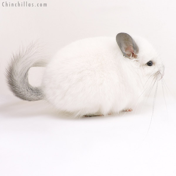 17170 Exceptional Predominantly White  Royal Persian Angora Male Chinchilla