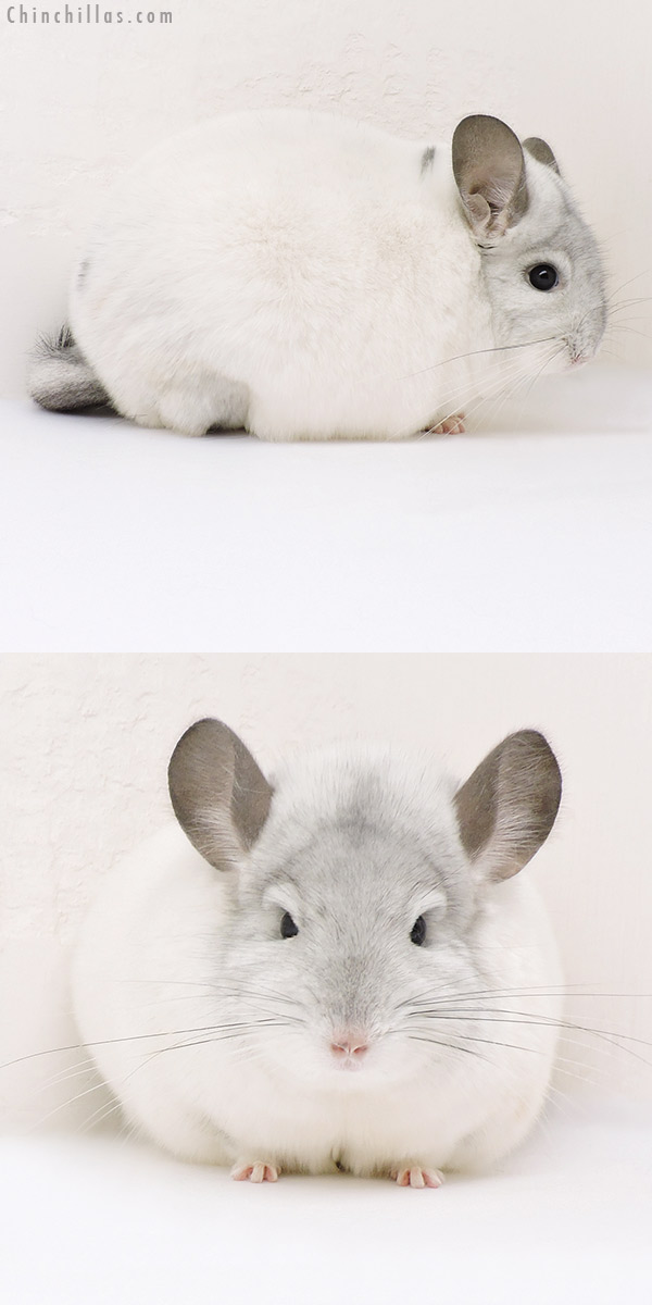Chinchilla or related item offered for sale or export on Chinchillas.com - 17191 Extra Large Blocky Premium Production Quality White Mosaic Female Chinchilla