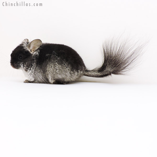 17204 Black Velvet ( Violet Carrier )  Royal Persian Angora Male Chinchilla