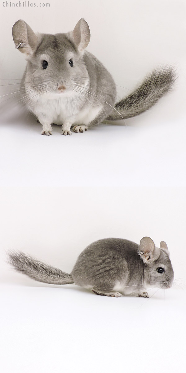 17216 Violet (  Royal Persian Angora Carrier ) Female Chinchilla