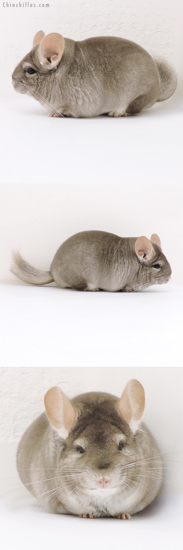 17193 Large Blocky Premium Production Quality Beige Female Chinchilla