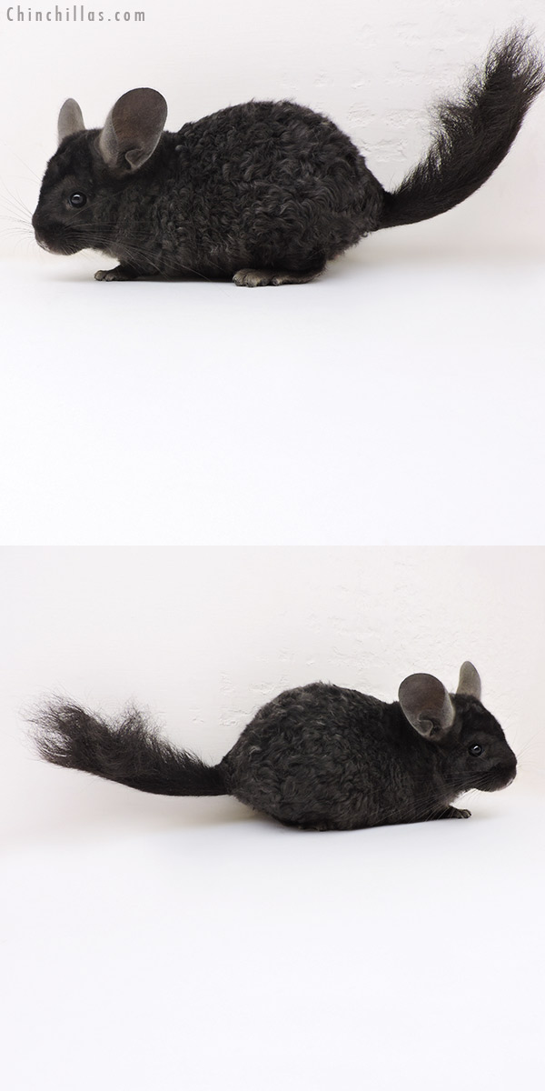 17173 Ebony Full Locken Male Chinchilla