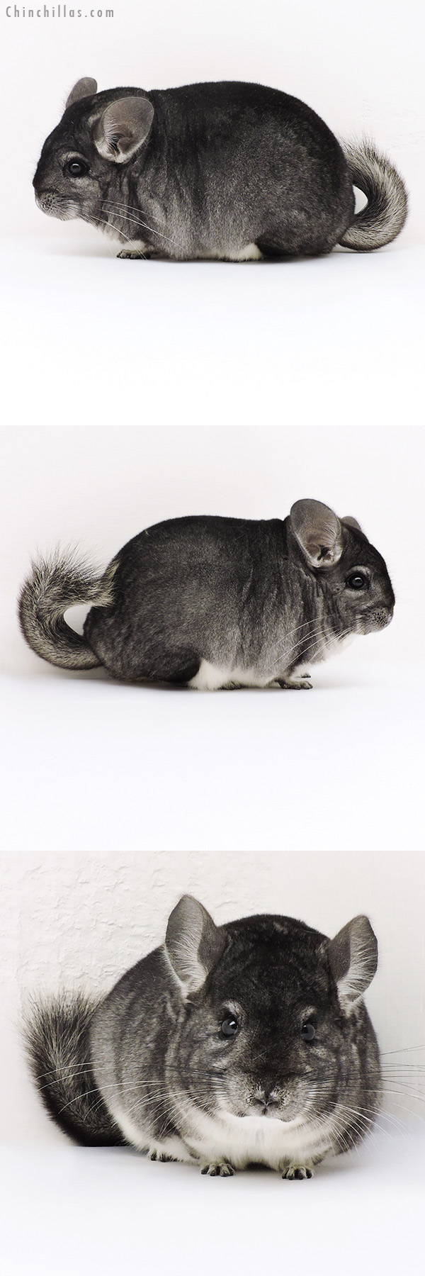 17197 Large Blocky Premium Production Quality Standard Female Chinchilla