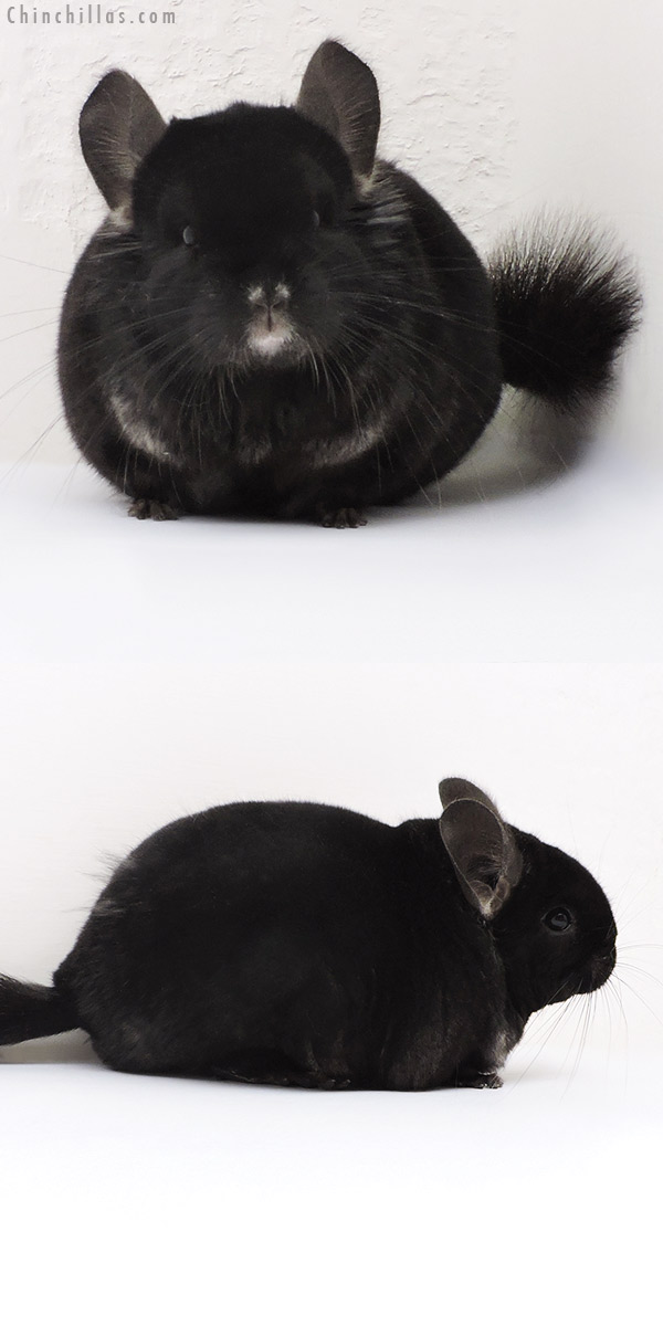 17183 Brevi Type Show Quality TOV Ebony Female Chinchilla