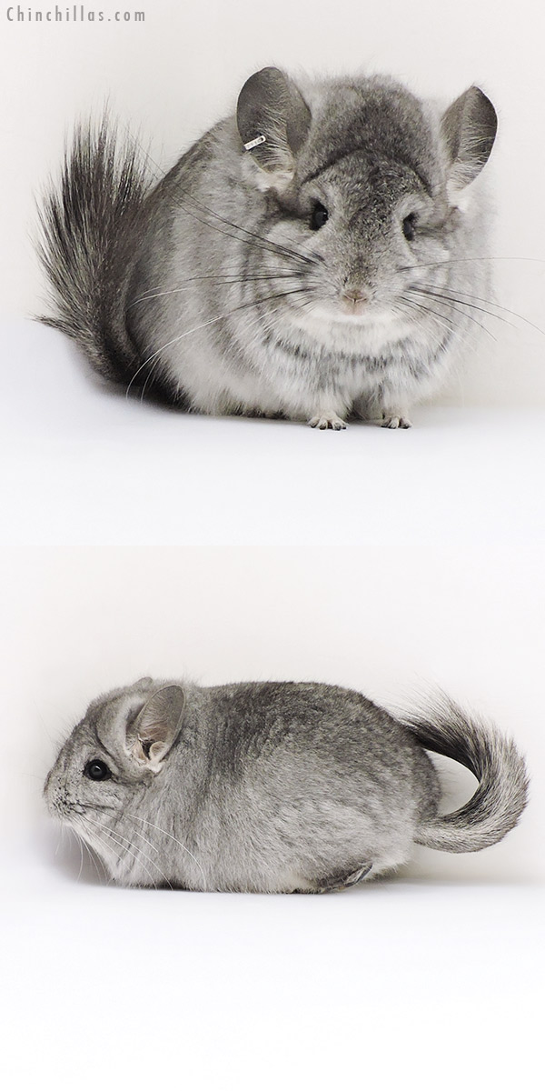 17203 Exceptional Standard  Royal Persian Angora Male Chinchilla