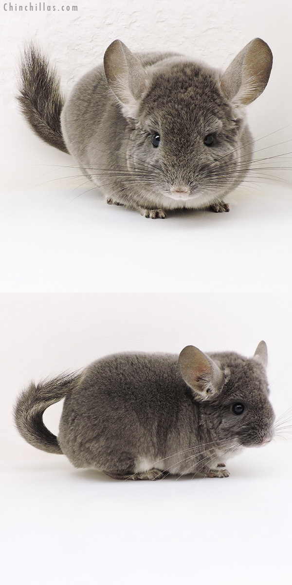 17171 Show Quality TOV Violet Male Chinchilla