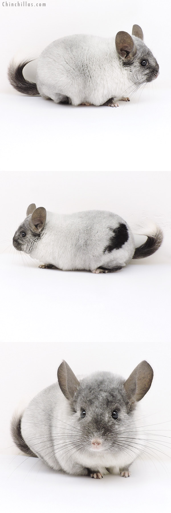 17168 Large Herd Improvement Quality Ebony & White Mosaic Male Chinchilla with Body Spot