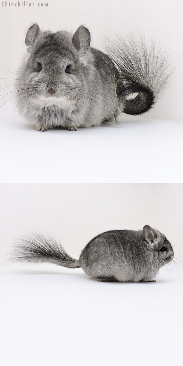 17180 Exceptional Standard  Royal Persian Angora Female Chinchilla