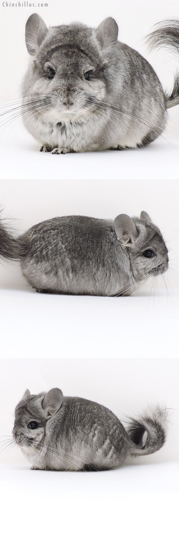 17212 Standard ( Ebony & Locken Carrier )  Royal Persian Angora Male Chinchilla