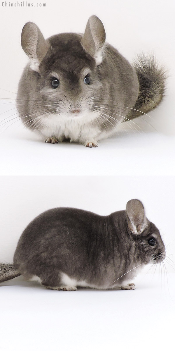 17198 Herd Improvement Quality Violet Male Chinchilla