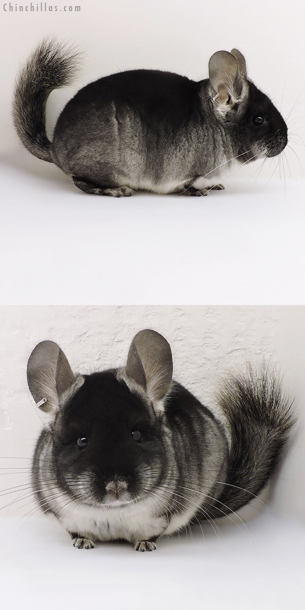 17217 Mini Black Velvet (  Royal Persian Angora Carrier ) Female Chinchilla