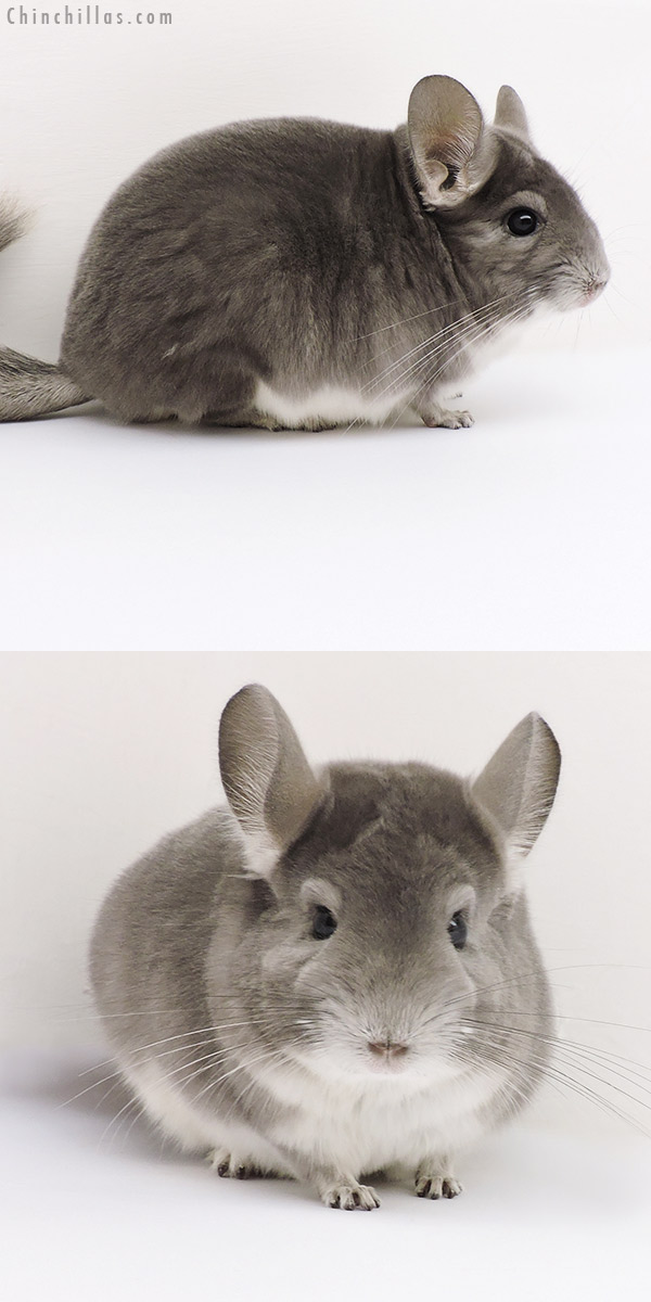 17214 Premium Production Quality Violet Female Chinchilla