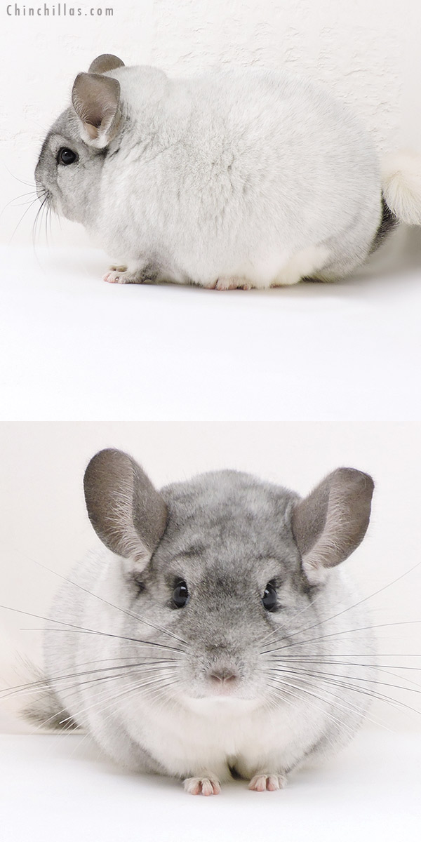 Chinchilla or related item offered for sale or export on Chinchillas.com - 17218 Large Blocky Show Quality White Mosaic Female Chinchilla
