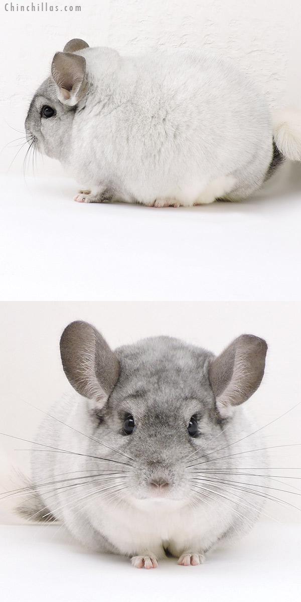 17218 Large Blocky Show Quality White Mosaic Female Chinchilla