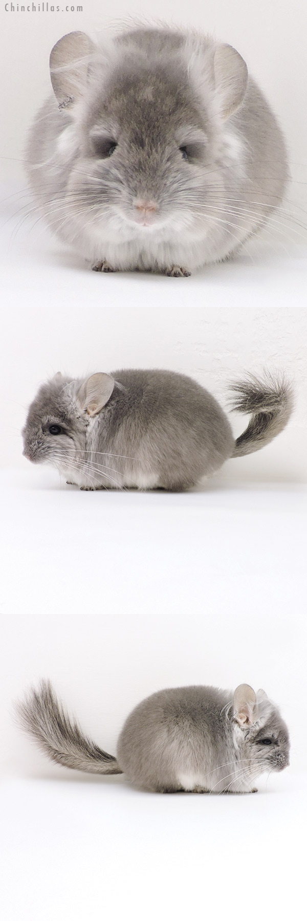 17210 Violet  Royal Persian Angora Male Chinchilla with Ear Tufts