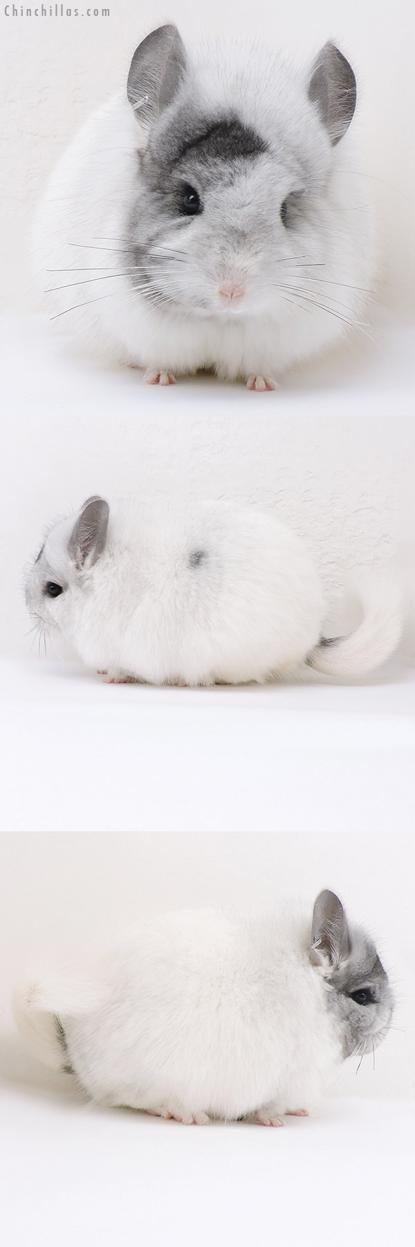 17181 Unique White Mosaic  Royal Persian Angora Female Chinchilla