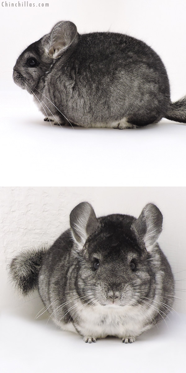 Chinchilla or related item offered for sale or export on Chinchillas.com - 17219 Large Blocky Show Quality Standard Female Chinchilla