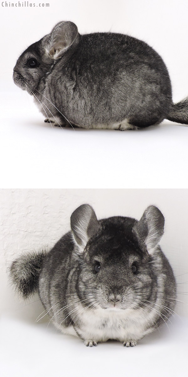 17219 Large Blocky Show Quality Standard Female Chinchilla