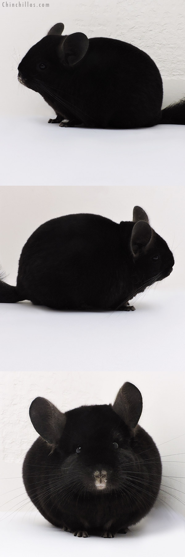 Chinchilla or related item offered for sale or export on Chinchillas.com - 17196 Show Quality Ebony Female Chinchilla