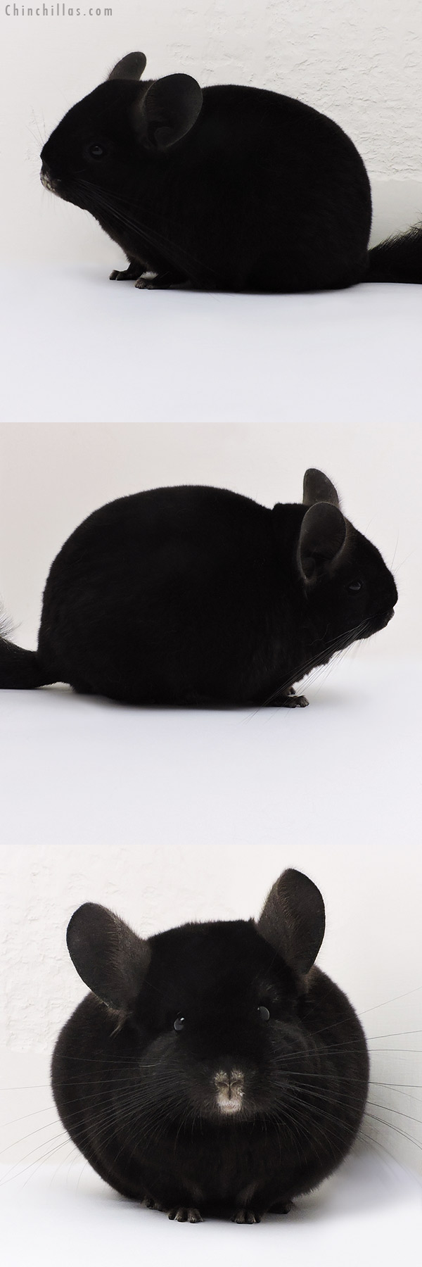 17196 Show Quality Ebony Female Chinchilla