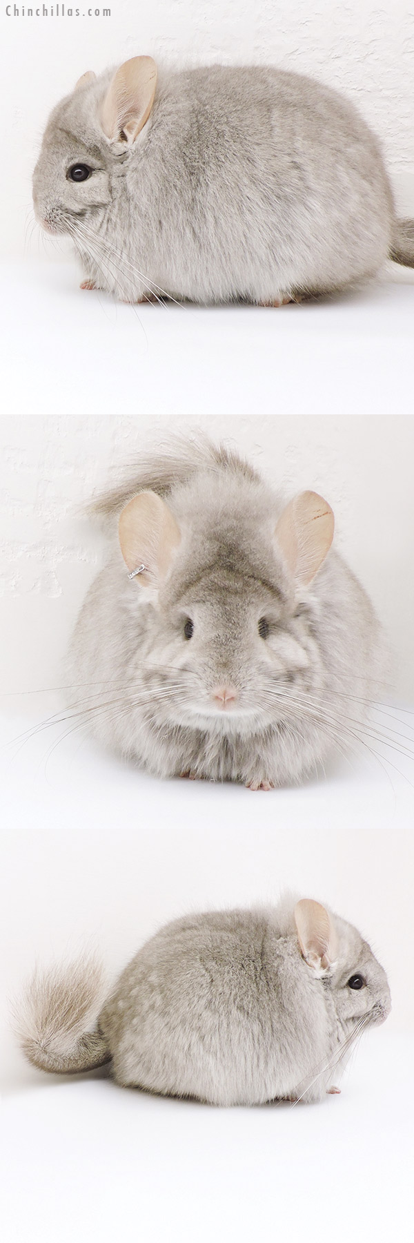 17225 Extra Large Blocky Beige  Royal Persian Angora Female Chinchilla with Lion Mane