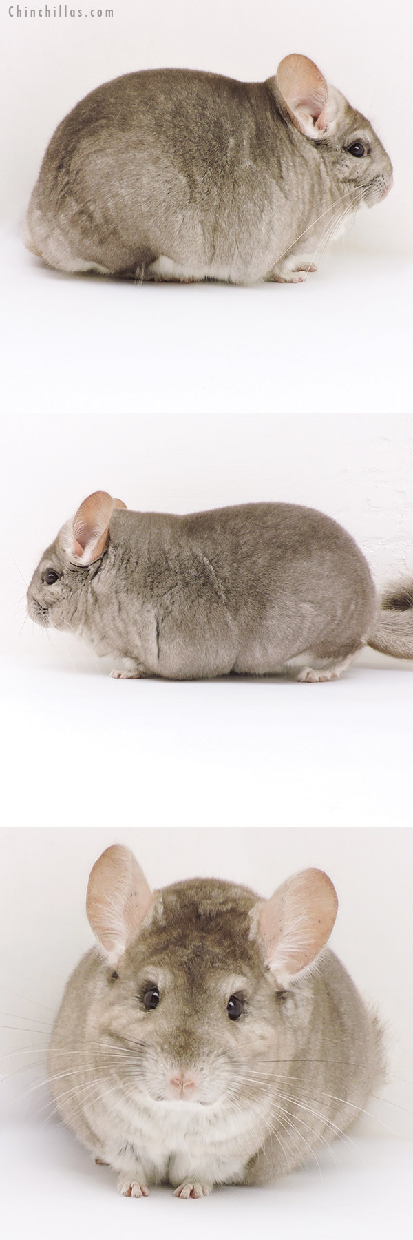 17220 Large Blocky Show Quality Beige Female Chinchilla