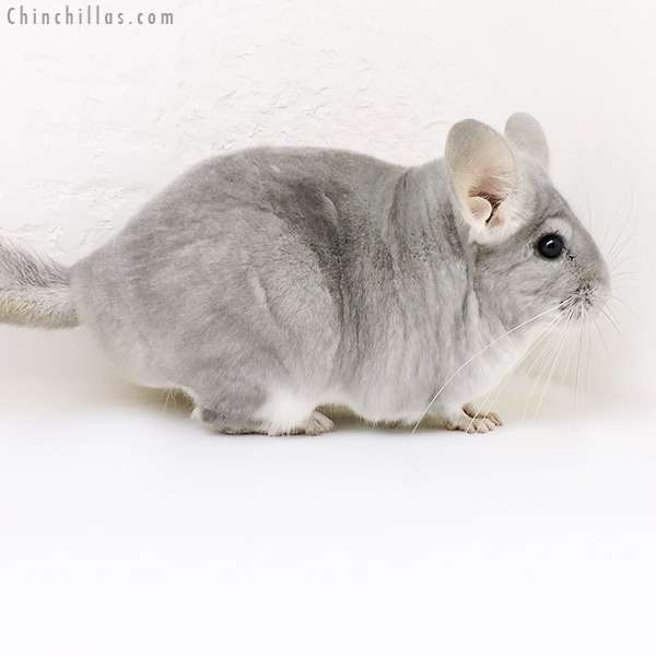 Chinchilla or related item offered for sale or export on Chinchillas.com - 17176 Large Show Quality Blue Diamond Female Chinchilla