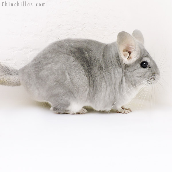 17176 Large Show Quality Blue Diamond Female Chinchilla