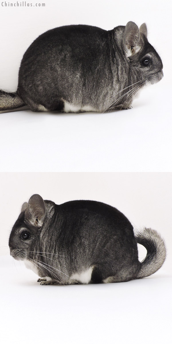 17221 Large Blocky Premium Production Quality Standard Female Chinchilla