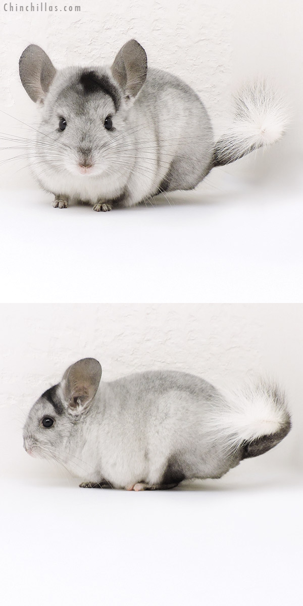 17187 Extreme Ebony & White Mosaic ( Locken Carrier ) Female Chinchilla