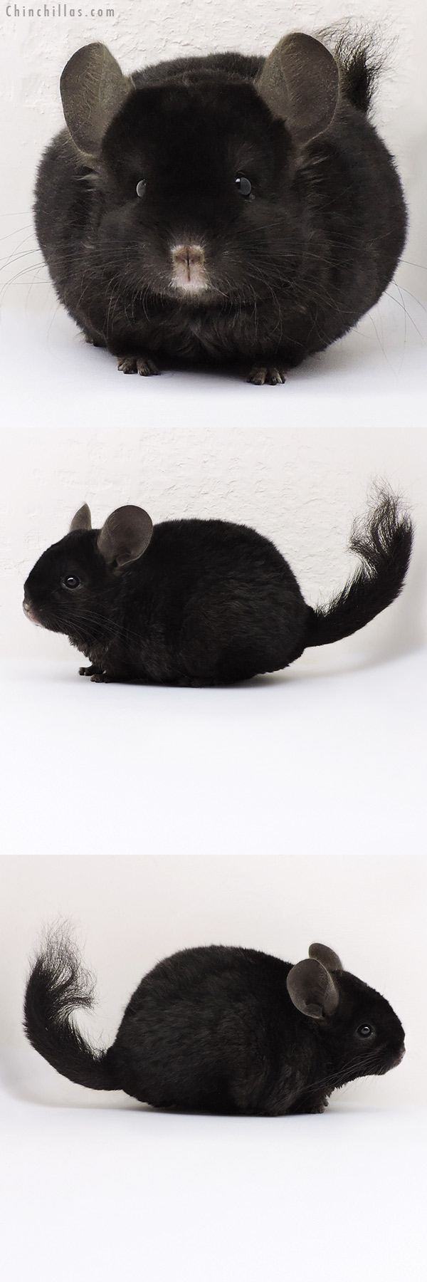 17184 Exceptional Ebony Locken Female Chinchilla